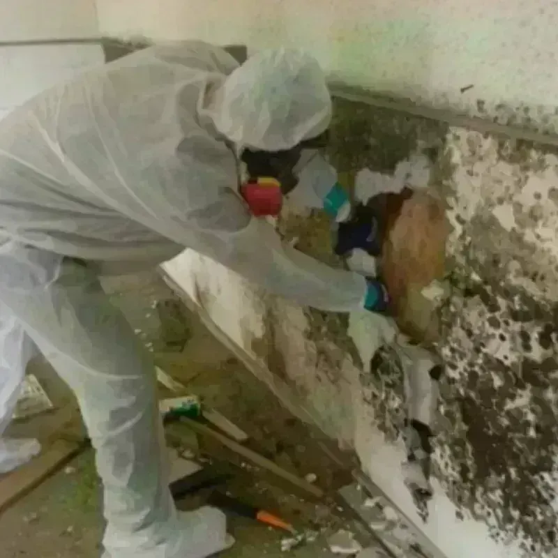 Mold Remediation and Removal in Faulk County, SD